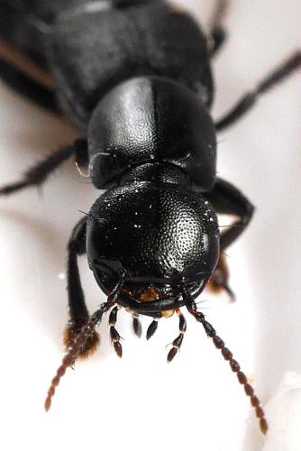 Tasgius sp.